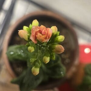 Meet your Posher, Ericka